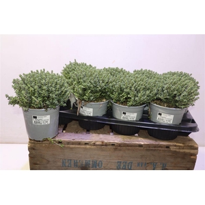 Thymus Vulgaris 14