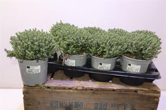 <h4>Thymus Vulgaris 14</h4>