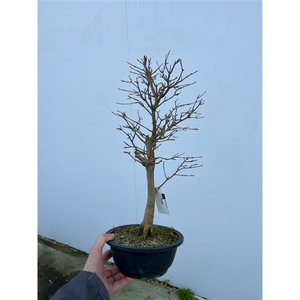 Acer buergerianum, 20cm.