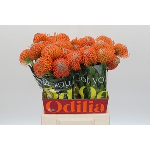 LEUCO AYOBA ORANGE