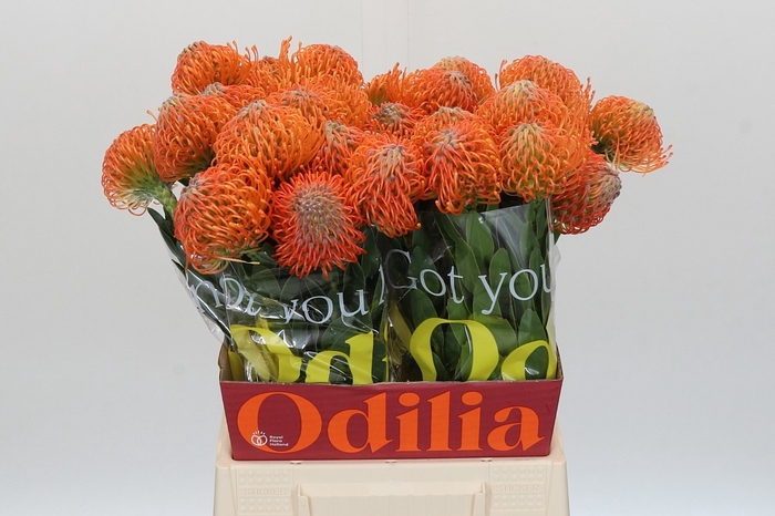 <h4>LEUCO AYOBA ORANGE</h4>