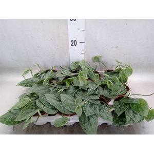Scindapsus pictus 'Silvery Ann'