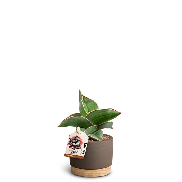 SANSEVIERIA EHRENBERGII