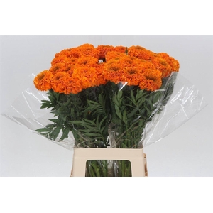 Tagetes Er Promise O