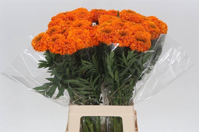 <h4>Tagetes Er Promise O</h4>