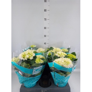 Hydrangea mac. 'Hi Ice'