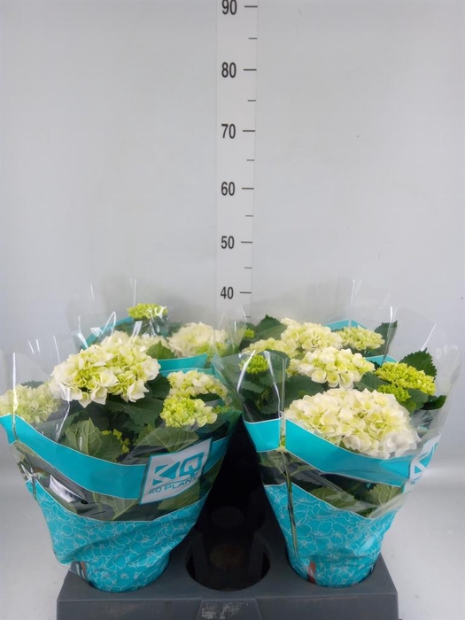 <h4>Hydrangea mac. 'Hi Ice'</h4>