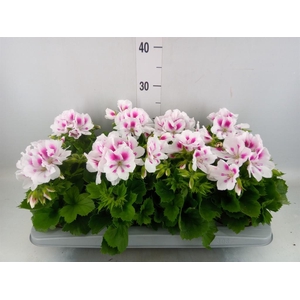 Pelargonium gran.   ..