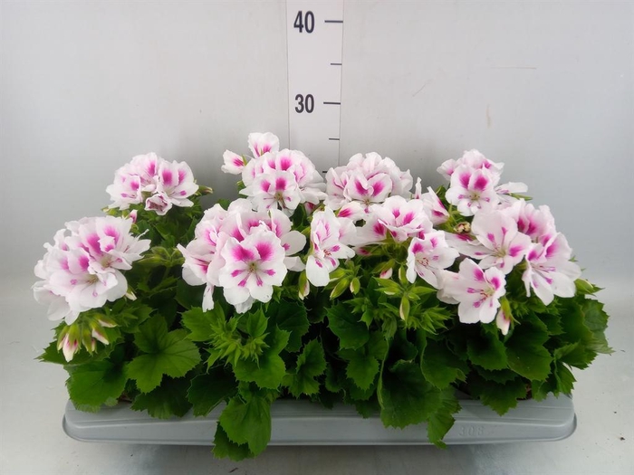 <h4>Pelargonium gran.   ..</h4>