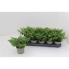 Cuph Hyssopifolia