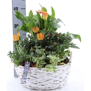 ARR TUINPLANTEN