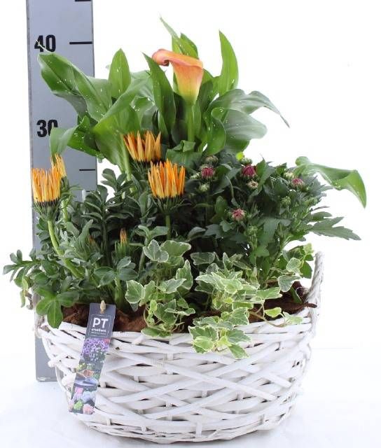 <h4>ARR TUINPLANTEN</h4>
