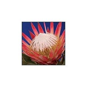 Protea Cynaroides Red Rex