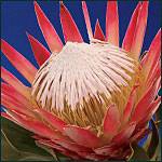 Protea Cynaroides Red Rex