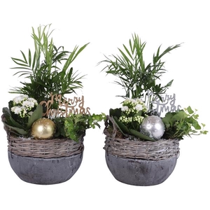 Christmas Arr. Indoor Willow Basket Ceramic Bottom Ø18cm 3PP