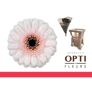 Germini Kokomo Water