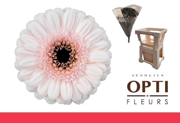 <h4>Germini Kokomo Water</h4>