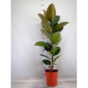 Ficus elastica 'Robusta'