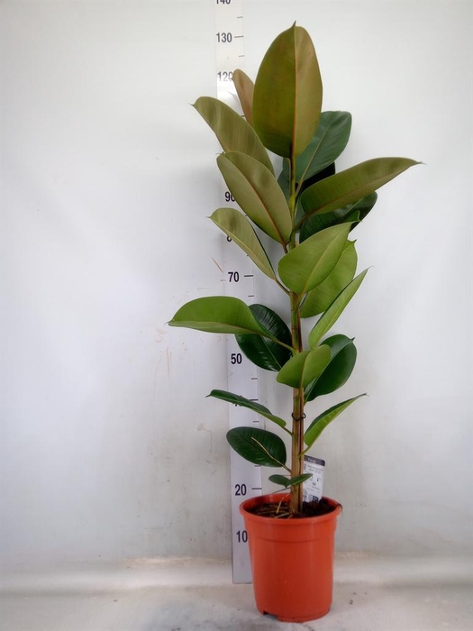 <h4>Ficus elastica 'Robusta'</h4>