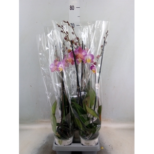 Phalaenopsis   ...rose