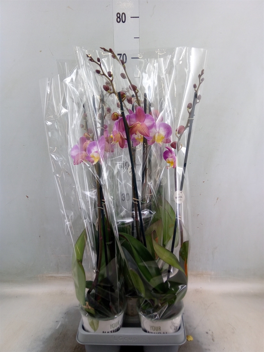 <h4>Phalaenopsis   ...rose</h4>