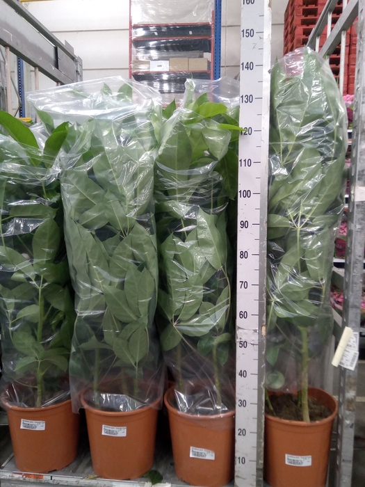 <h4>Schefflera actin. 'Emerald Green'</h4>