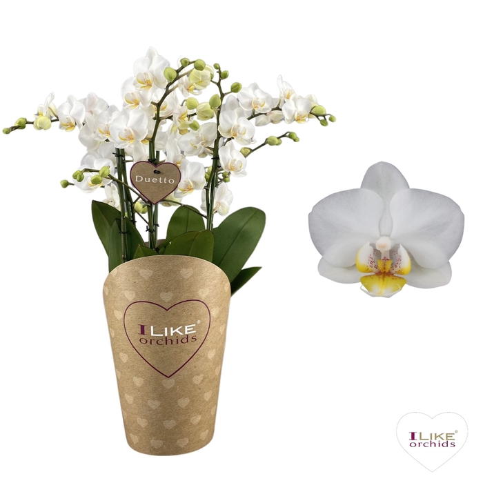 <h4>Phalaenopsis multi. 'FC French Blo'</h4>