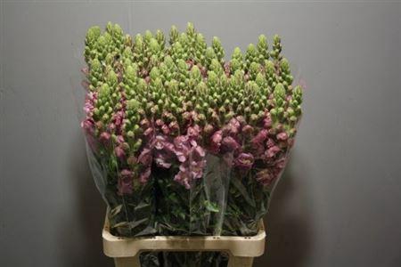 <h4>ANTIR POTO LAVEND</h4>