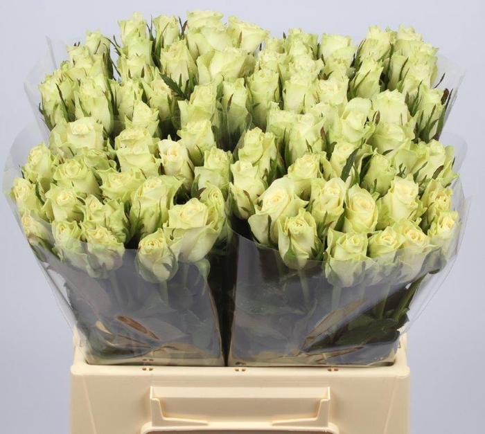 <h4>R GR ATHENA</h4>