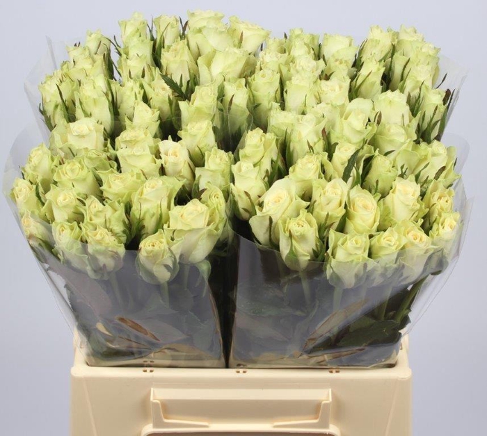 <h4>R GR ATHENA</h4>