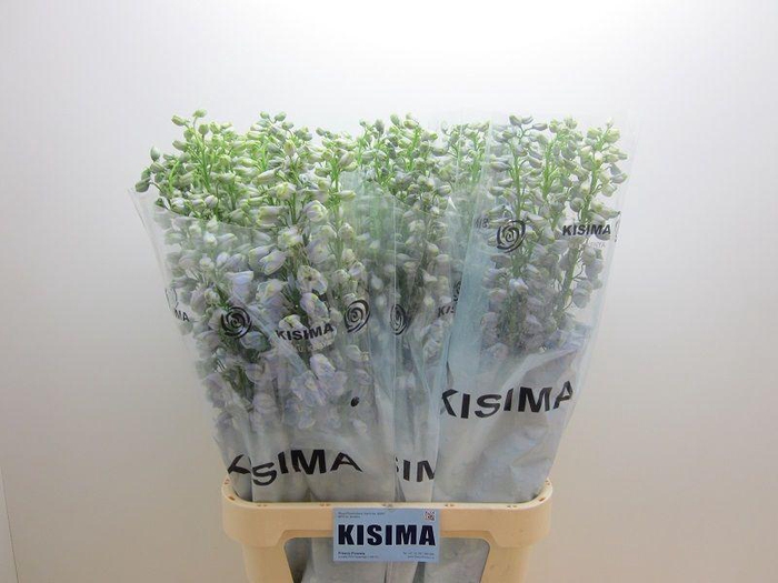 <h4>DELPH DU GUARD LAVEN</h4>