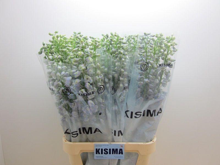 <h4>DELPH DU GUARD LAVEN</h4>