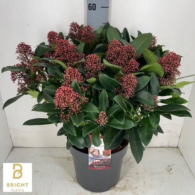 <h4>SKIM J RUBELLA</h4>