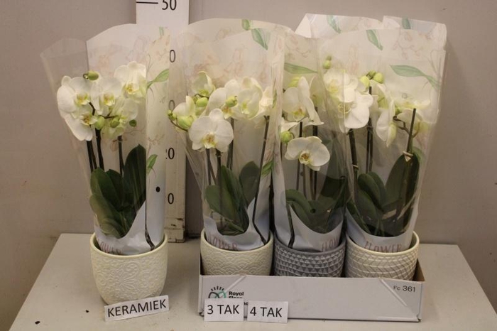 <h4>ARR PHAL MT</h4>