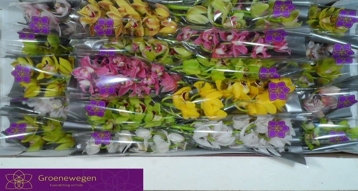 <h4>CYMB MI GEM</h4>