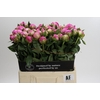 Paeonia Dr Alexander Fleming