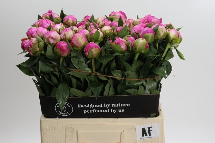 <h4>Paeonia Dr Alexander Fleming</h4>