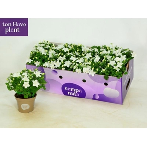 CAMP IS ATLANT WHITE