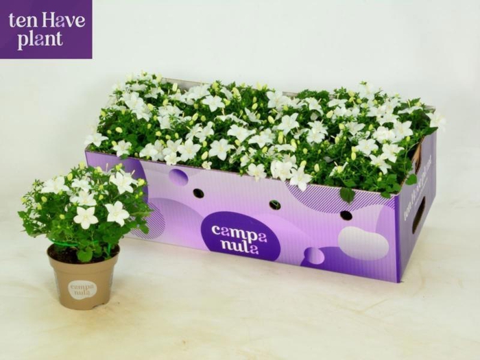 <h4>CAMP IS ATLANT WHITE</h4>