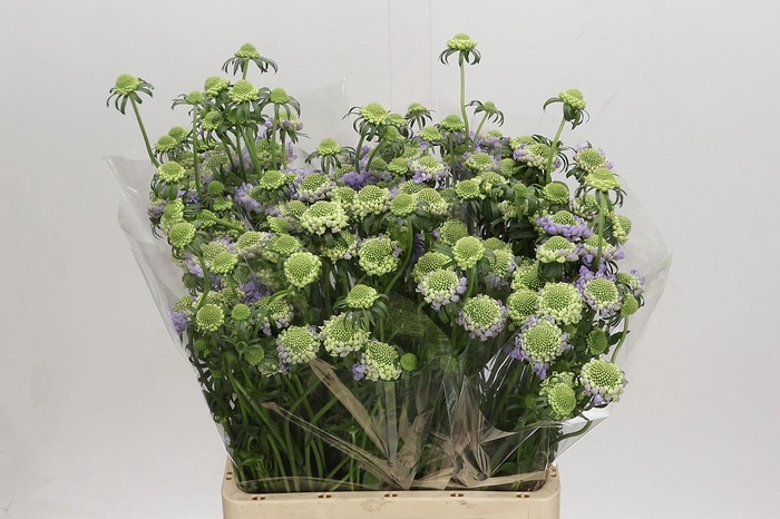 Scabiosa Bon Bon Scoop Teaberry