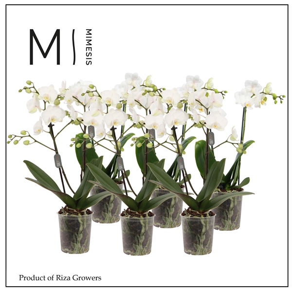 <h4>Mimesis Phal. White - 2 spike 9cm</h4>