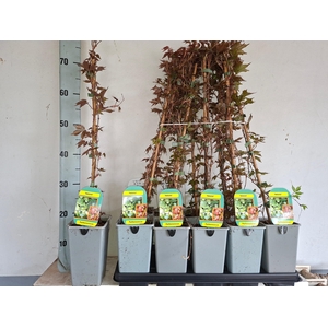 PARTH T VEITCHII stock