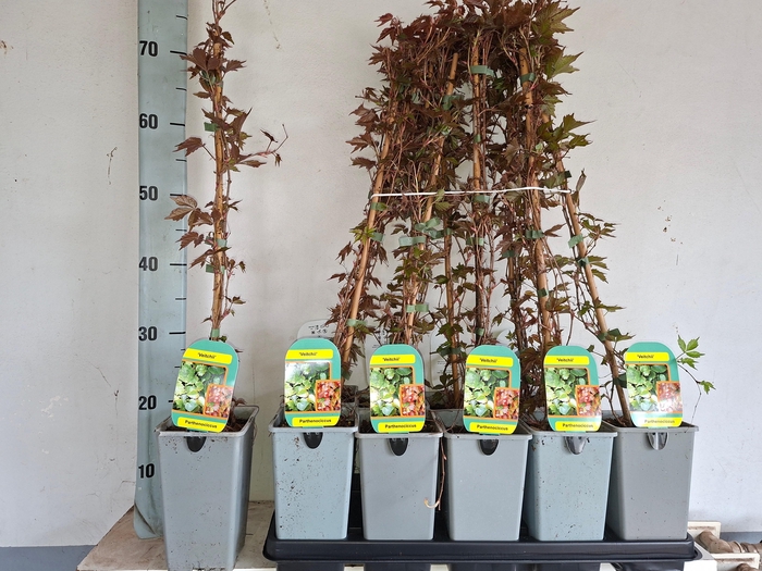 <h4>PARTH T VEITCHII</h4>