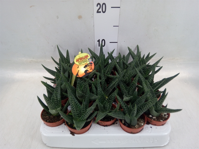 <h4>xGasterhaworthia  'Royal Highness'</h4>