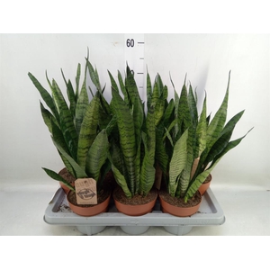 Sansevieria zeylanica