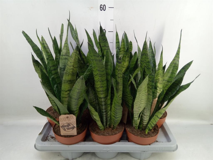 <h4>Sansevieria zeylanica</h4>