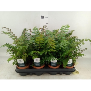 Didymochlaena truncatula