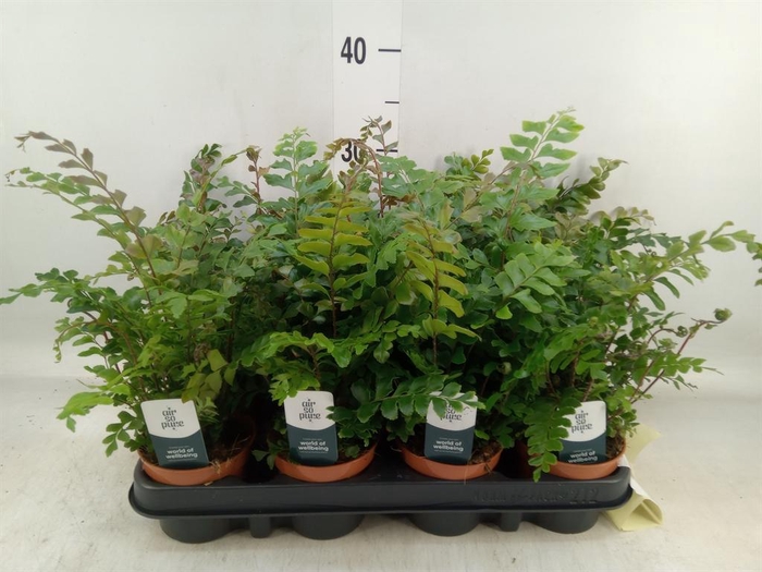 <h4>Didymochlaena truncatula</h4>