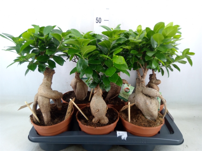 <h4>Ficus microcarpa 'Ginseng'</h4>