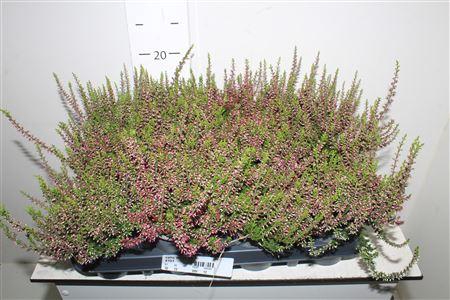 <h4>Callu Wibos Rot</h4>